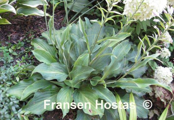 Hosta Blue Haired Lady